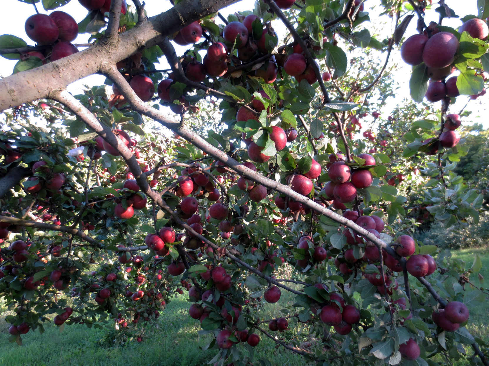 b. Cider Orchard at Eve's Cidery.jpg